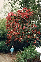 1996 - Grande-Bretagne 54 (Portmeirion - Mai 1996)